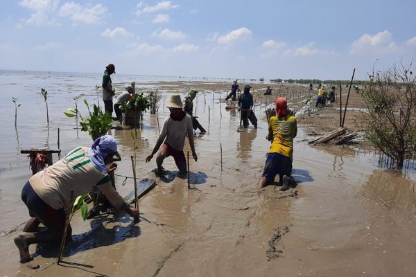 Program Penanaman Mangrove BPDASHL Solo Tak Lupakan Kearifan Lokal