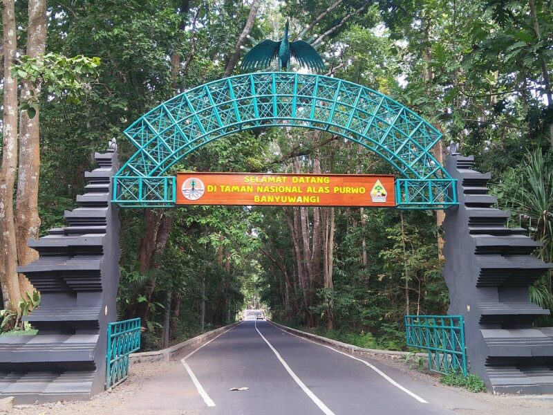 Merinding, Inilah 6 Hutan di Indonesia yang Terkenal Angker