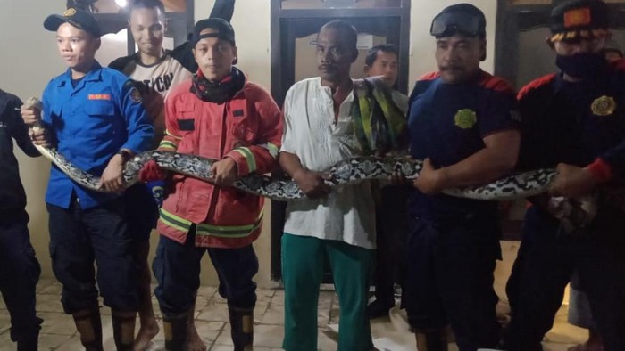 Hiii…Ular Sanca 4 Meter Masuk Kamar Mandi Warga Pasuruan