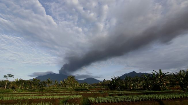 Terpapar Abu Vulkanik Gunung Raung, Puluhan Hewan Ternak di Banyuwangi Sakit