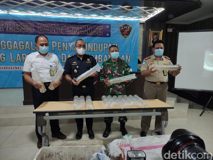 Bea dan Cukai Juanda Gagalkan Penyelundupan Benih Lobster Senilai Rp2,9 Milliar