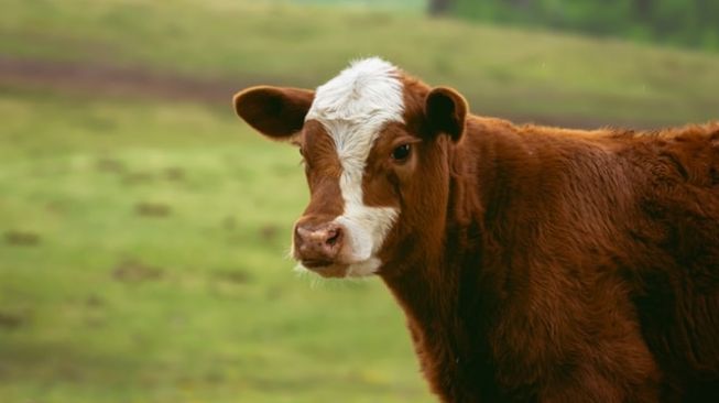 Wow! Peternak Kediri akan Dapat Bantuan 1.000 Ekor Sapi