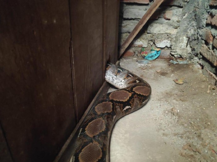 Hiii…Bersih Bersih Rumah, Warga Surabaya Temukan Ular Sanca 4 Meter di Lemari