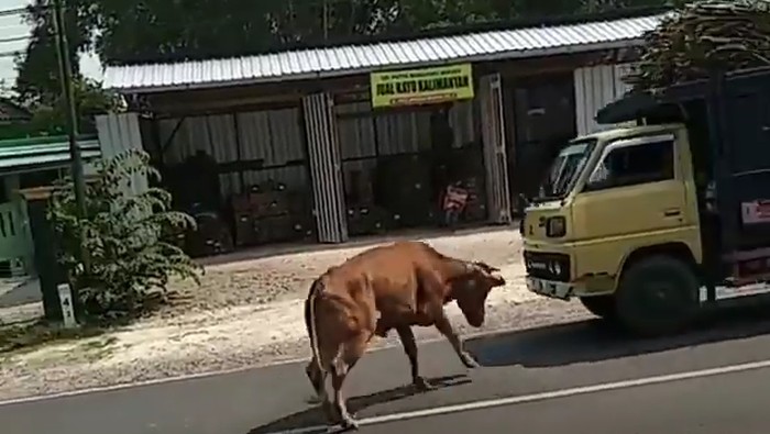 Lepas Saat Dijual, Sapi Seruduk Motor dan Truk Sebabkan 3 Orang Terluka
