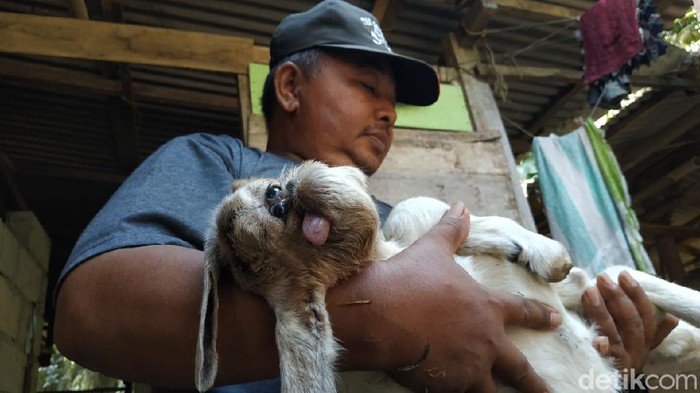 Aneh! Anak Kambing di Pacitan Berwajah Mirip Kera