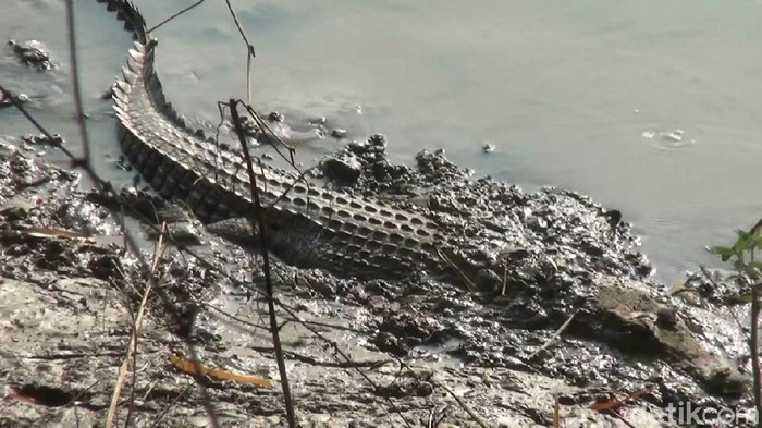 Geger! Buaya Muara Muncul di Bengawan Solo