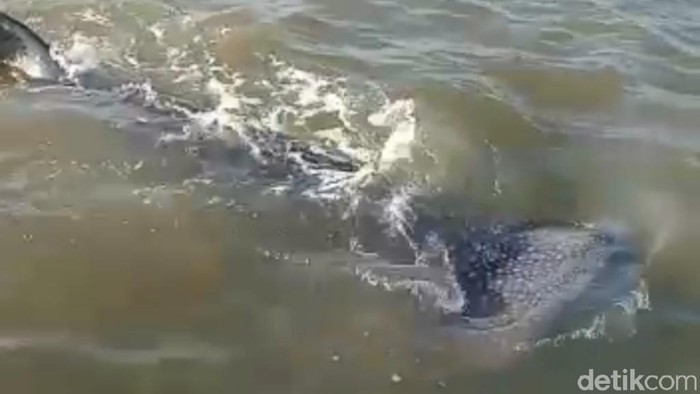 Kawanan Hiu Paus Berenang di Perairan Dangkal Pasuruan, Nelayan Diminta Tak Ganggu