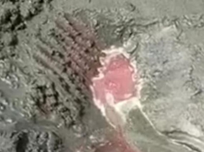 Pantai di Banyuwangi Keluarkan ‘Darah’, Fenomena Apa?