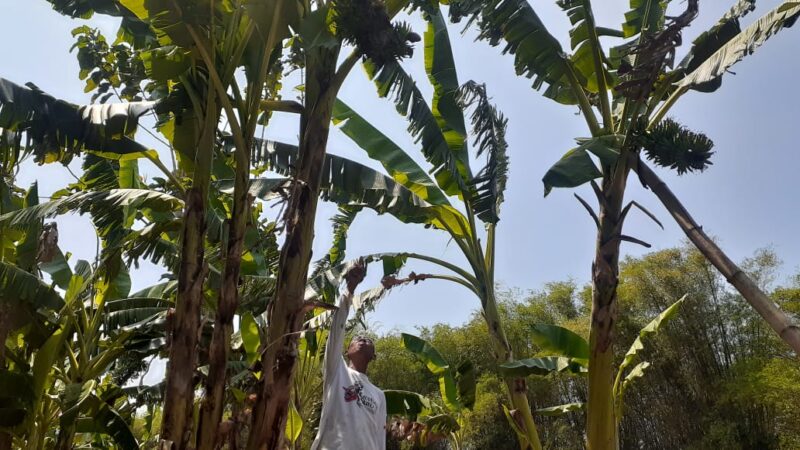 Aneh, Pohon Pisang di Madiun Bertandan Empat