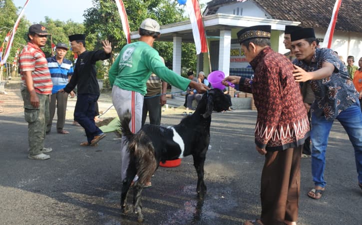 Sudah Ada Sejak 1733, Bersih Desa di Dolopo Digelar dengan Menyembelih Kambing Kendit