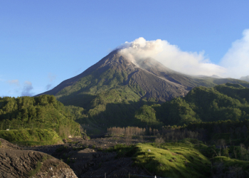Jenis Anggrek di Merapi Bertambah