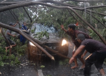 Bijak Mengelola Pohon Sebelum Tumbang