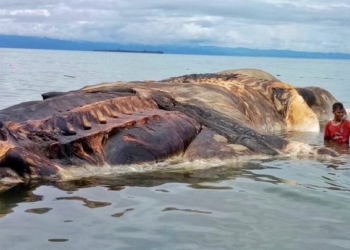 Temuan Makhluk Laut Raksasa di Maluku Hebohkan Dunia