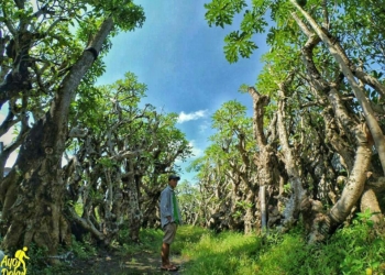 Unik dan Instagramable, Taman Kamboja di Klaten