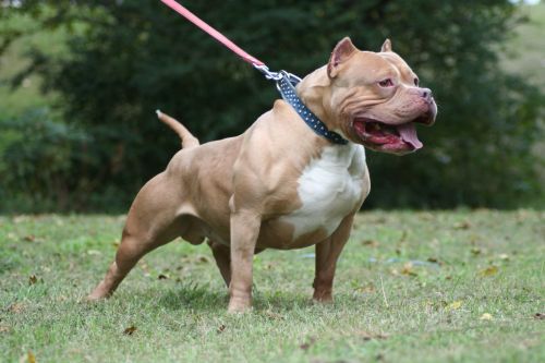 Inilah Fakta-fakta Anjing Pitbull yang Menewaskan Anak Malang