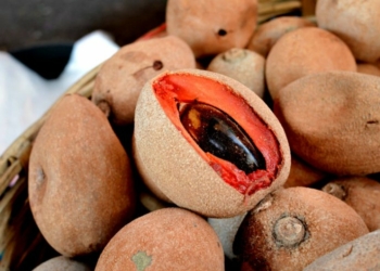 Mamey Sapote