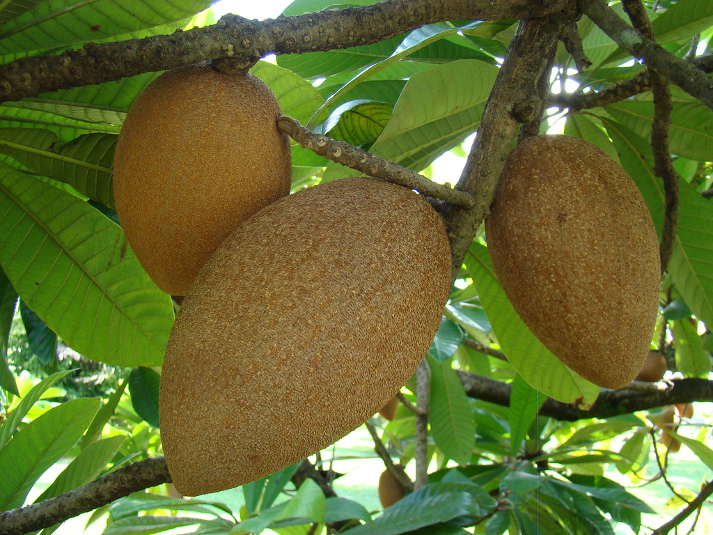 Mamey Sapote_The Kitchen Survival