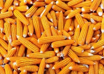 20.000 Ton Jagung Impor Asal Vietnam Segera Didistribusikan ke Peternak