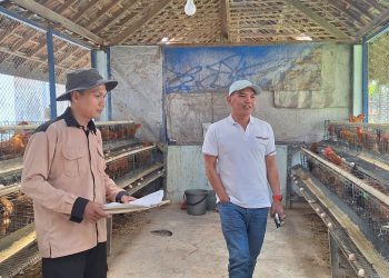 ketua dprd sumanto beternak ayam