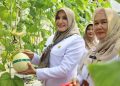 Panen Melon Kirana Berhasil,  Green House Dinperpa Pekalongan akan Ditambah 8 Tempat
