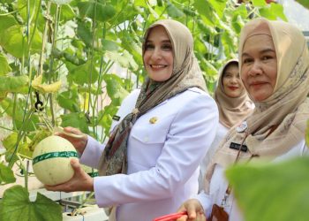 Panen Melon Kirana Berhasil, Green House Dinperpa Pekalongan akan Ditambah 8 Tempat