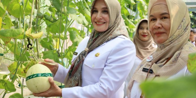 Panen Melon Kirana Berhasil,  Green House Dinperpa Pekalongan akan Ditambah 8 Tempat