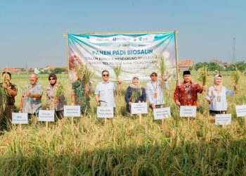 Panen Ke-4 Padi Biosalin, Lahan Bekas Rob di Pekalongan Kembali Produktif