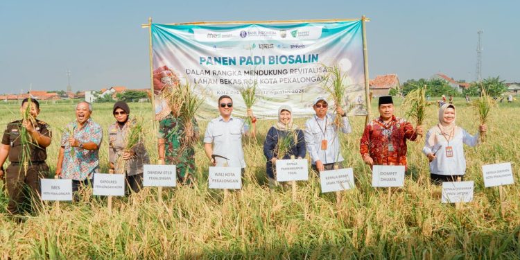 Panen Ke-4 Padi Biosalin, Lahan Bekas Rob di Pekalongan Kembali Produktif