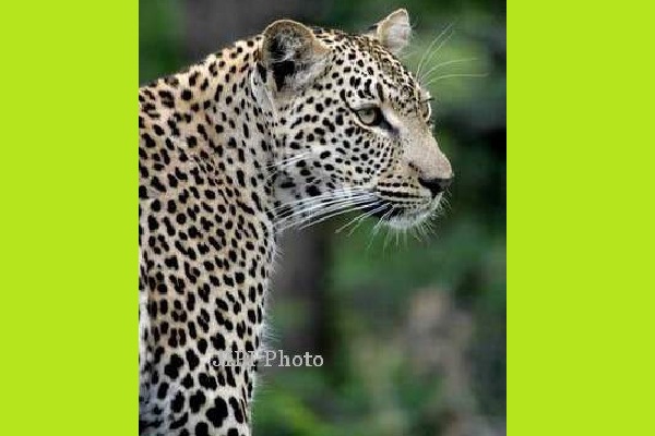 BKSDA Jateng Usut Matinya Macan Tutul Gunung Muria