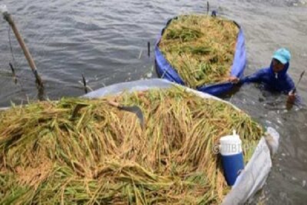Puncak Musim Hujan, Ribuan Sawah di Jateng Terendam Banjir