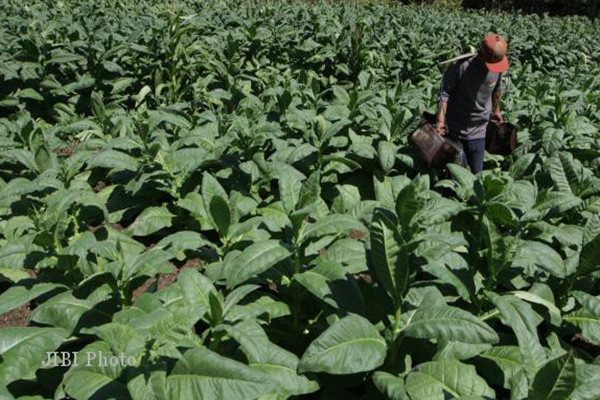 Duh, Harga Tembakau Temanggung Anjlok di Masa Pandemi Covid-19