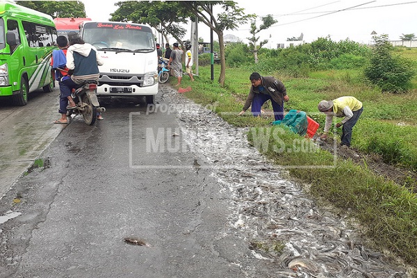 Truk Kecelakaan di Pantura Pati-Juwana, 1,3 Ton Lele Tumpah ke Jalan
