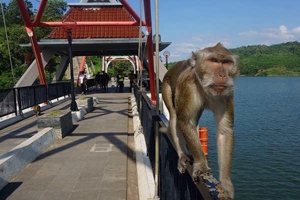 Gadis Indigo Disambut Monyet Sunan Kalijaga di Gua Kreo