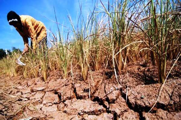 Musim Kemarau di Jateng Diprediksi Tiba Bulan Mei