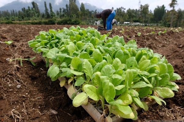 Luas Tanaman Tembakau di Temanggung Menyempit