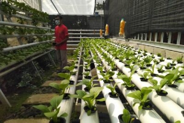 Tanaman Hidroponik Butuh Nutrisi, Inilah Nutrisi Paling Murah dan Mudah Dibuat