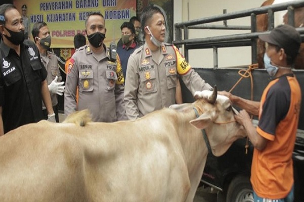 Empat Pencuri Sapi di Batang Ditangkap Polisi Gara-Gara Truk Selip di Hutan