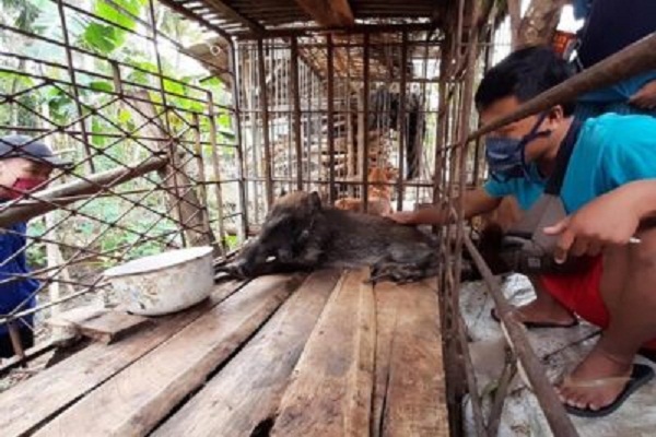Babi Hutan Aneh di Banyumas Turunan Siluman?