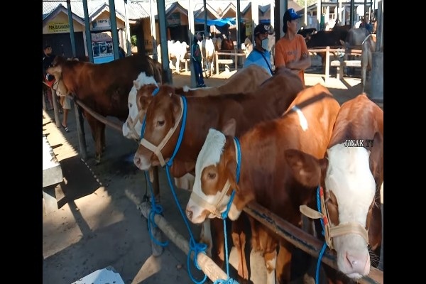 Di Pasar Sapi Ambarawa, Sapi Jumbo Siap Sambut Iduladha