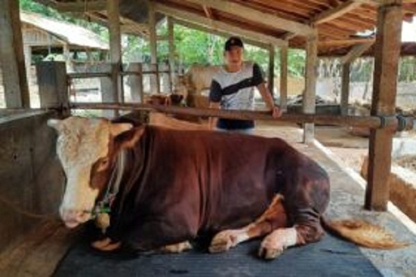 Jokowi Kurban Sapi Simmental Bantul Rp87 Juta