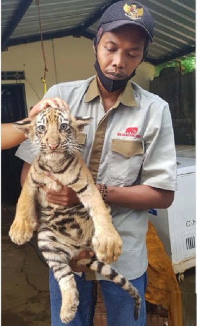 Pakan Satwa Menipis, Bonbin Mangkang Galang Donasi