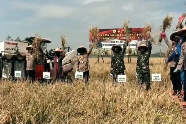 Polda Jateng Panen Raya Padi di Sawah 265 Ha