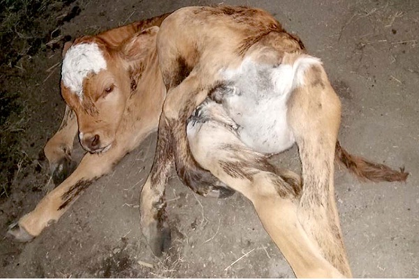 Anak Sapi di Blora Lahir dengan Enam Kaki