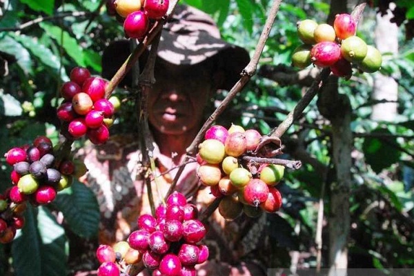 Harga Kopi Arabika Temanggung Berangsur Naik
