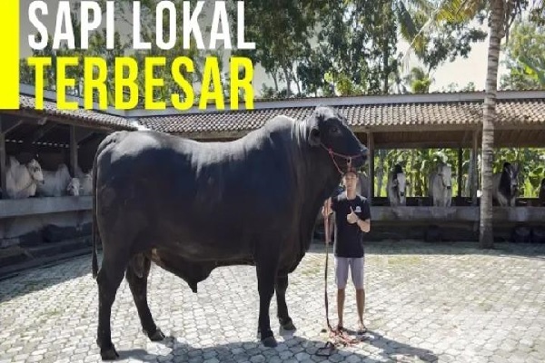 Ini Cara Peternak Purworejo Cetak Sapi Lokal Terbesar
