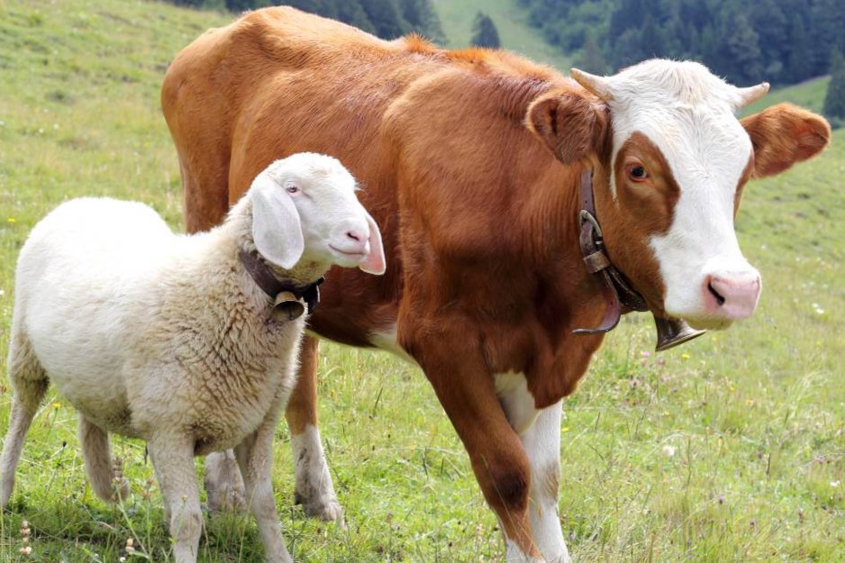 Semarang Kaji Pembagian Daging Kurban Dalam Kemasan Kaleng saat Iduladha