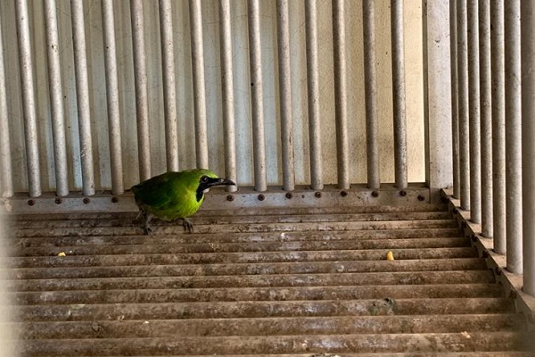 Balai Karantina Pertanian Semarang Amankan 3 Cucak Ijo dari Kalimantan