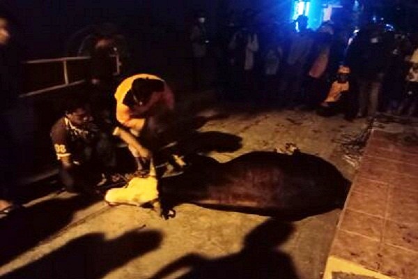 Sapi Kurban di Solo Terjun ke Kali Jenes