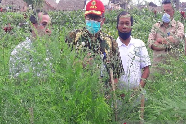 Pemerintah Jadikan Temanggung Area Pengembangan Asparagus