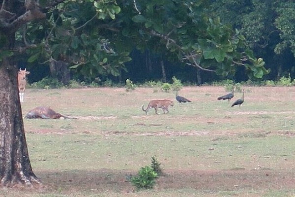 Harimau Jawa Belum Punah? Ini Instruksi Gubernur Jateng…
